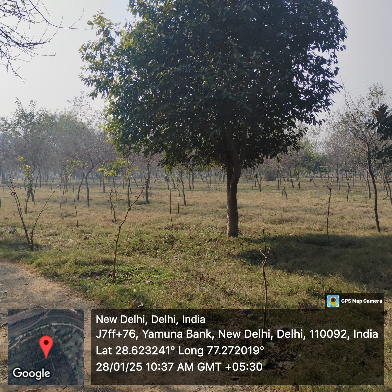 Compensatory Afforestation